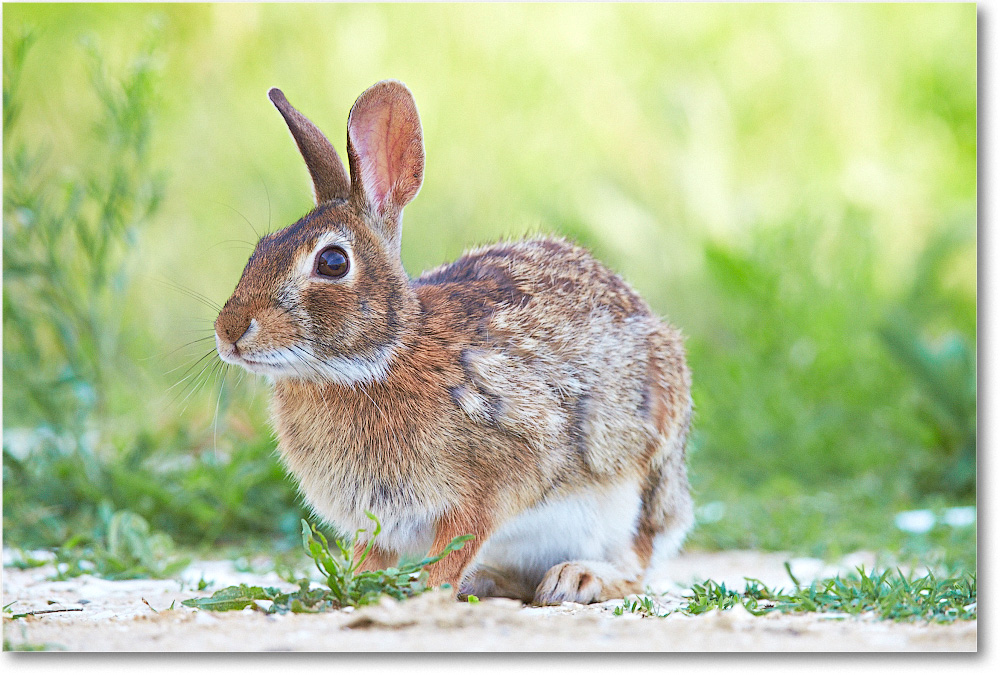 Rabbit-ChincoteagueNWR-2014June_1DXA0423 copy
