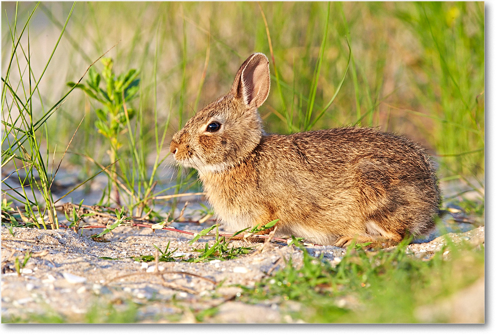 Rabbit-ChincoteagueNWR-2014June_1DXA0781 copy