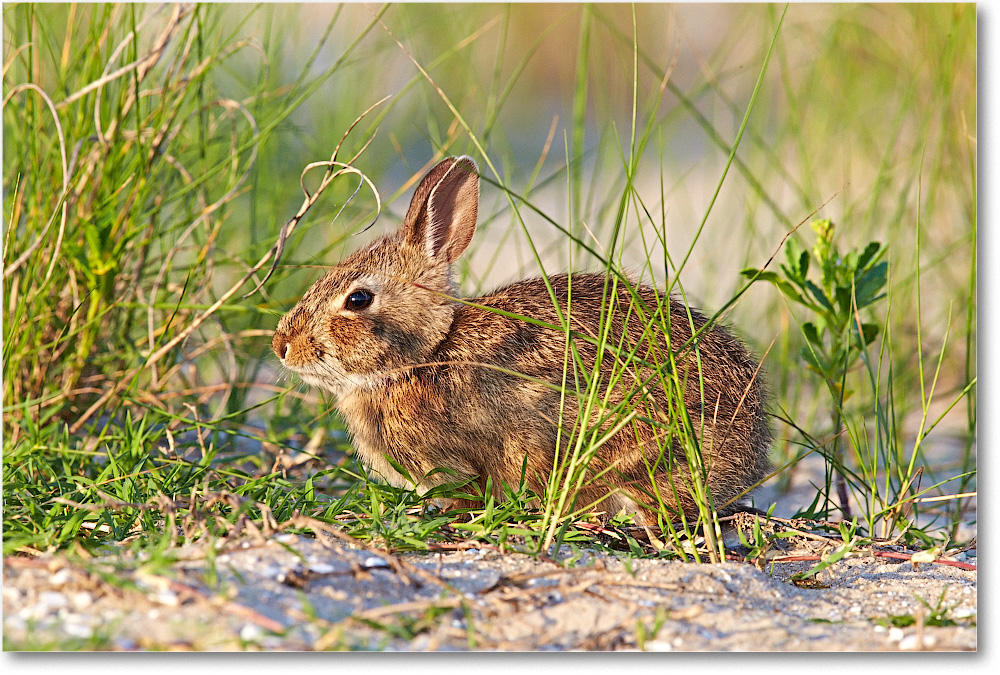 Rabbit-ChincoteagueNWR-2014June_1DXA0796 copy