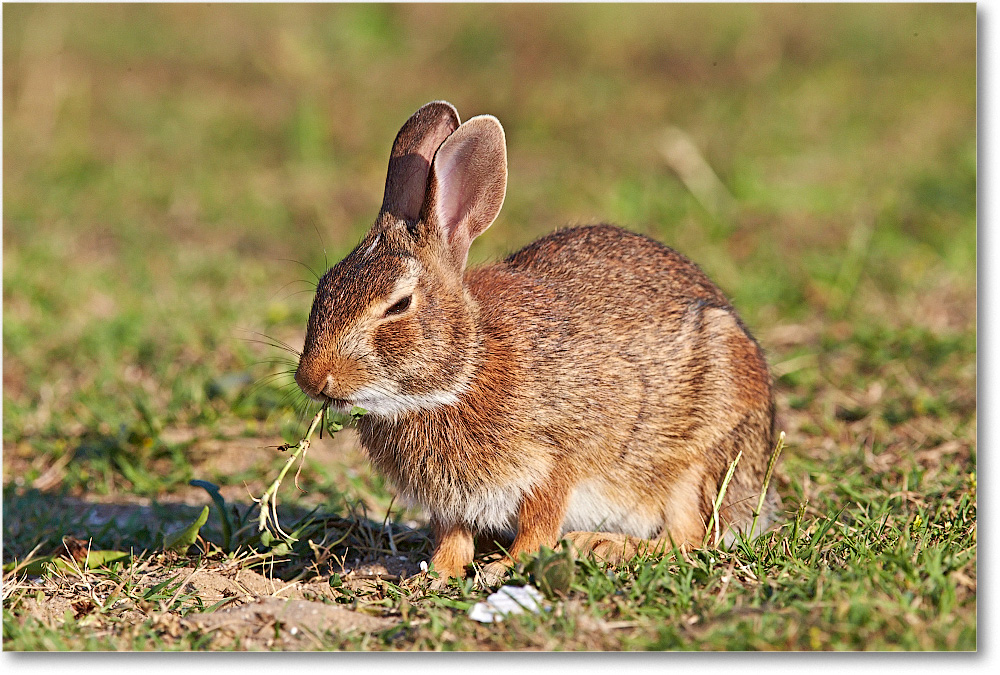 Rabbit-ChincoteagueNWR-2014June_1DXA0819 copy