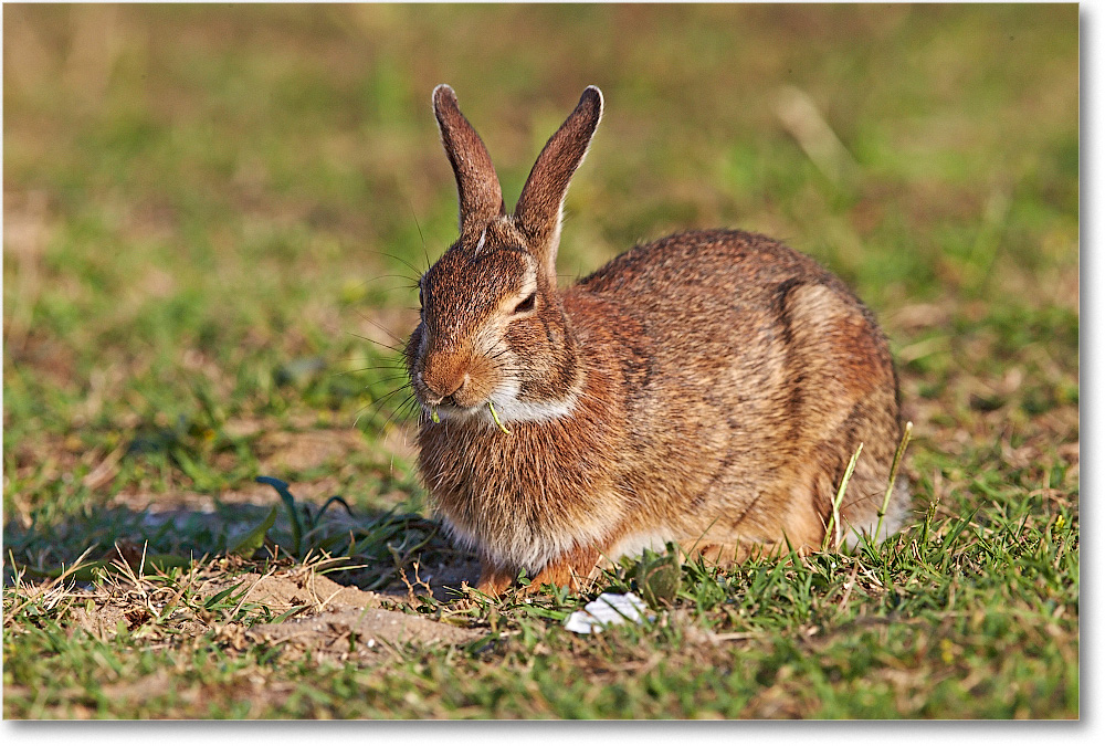 Rabbit-ChincoteagueNWR-2014June_1DXA0843 copy