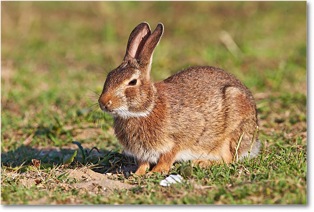 Rabbit-ChincoteagueNWR-2014June_1DXA0847 copy