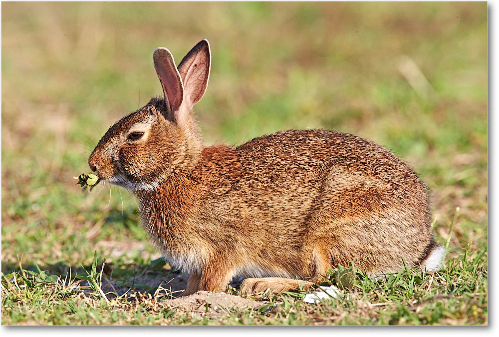 Rabbit-ChincoteagueNWR-2014June_1DXA0880 copy