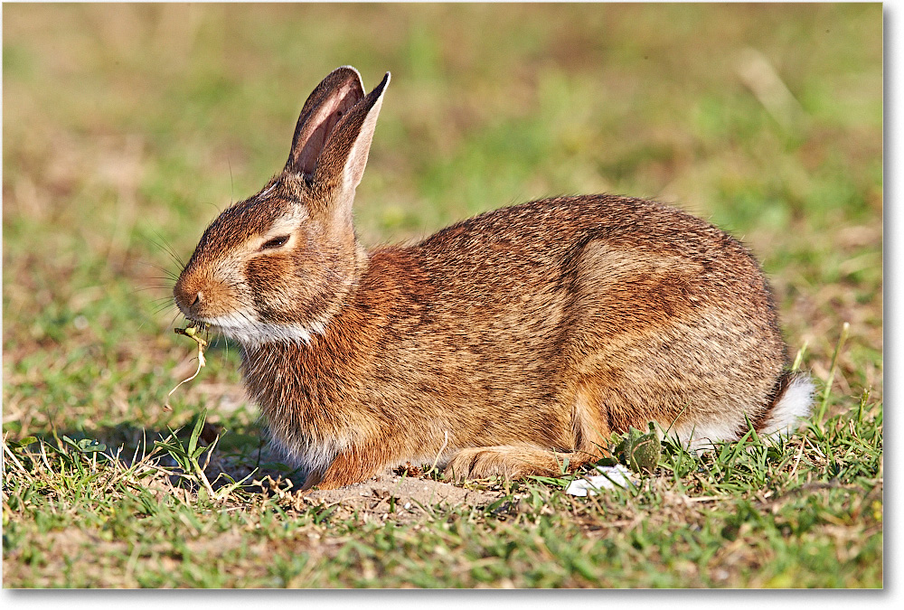 Rabbit-ChincoteagueNWR-2014June_1DXA0897 copy
