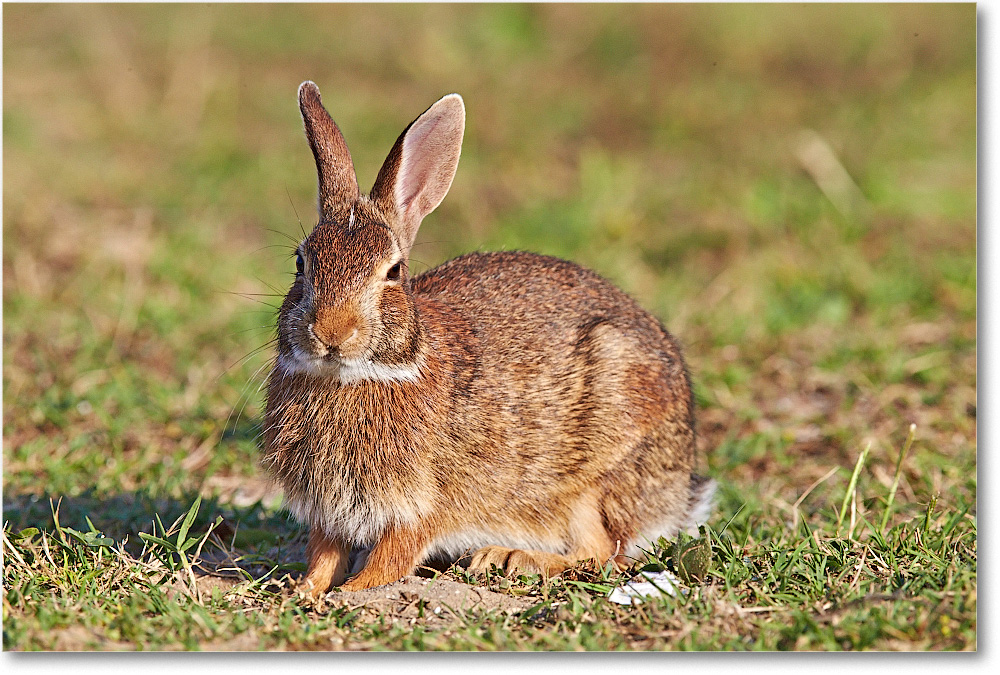 Rabbit-ChincoteagueNWR-2014June_1DXA0912 copy