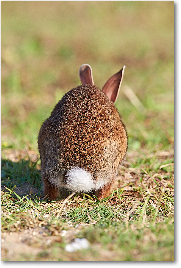 Rabbit-ChincoteagueNWR-2014June_1DXA0919 copy
