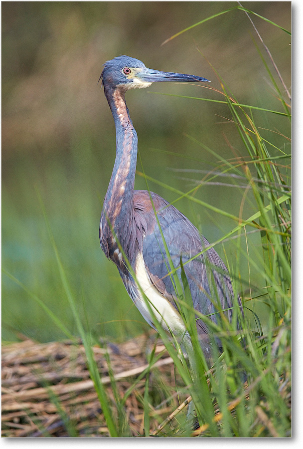 TricolorHeron-Assateague-2014June_1DXA0429 copy