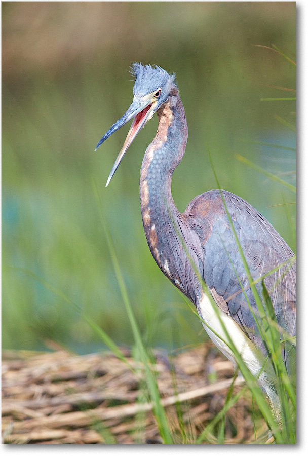TricolorHeron-Assateague-2014June_1DXA0450 copy