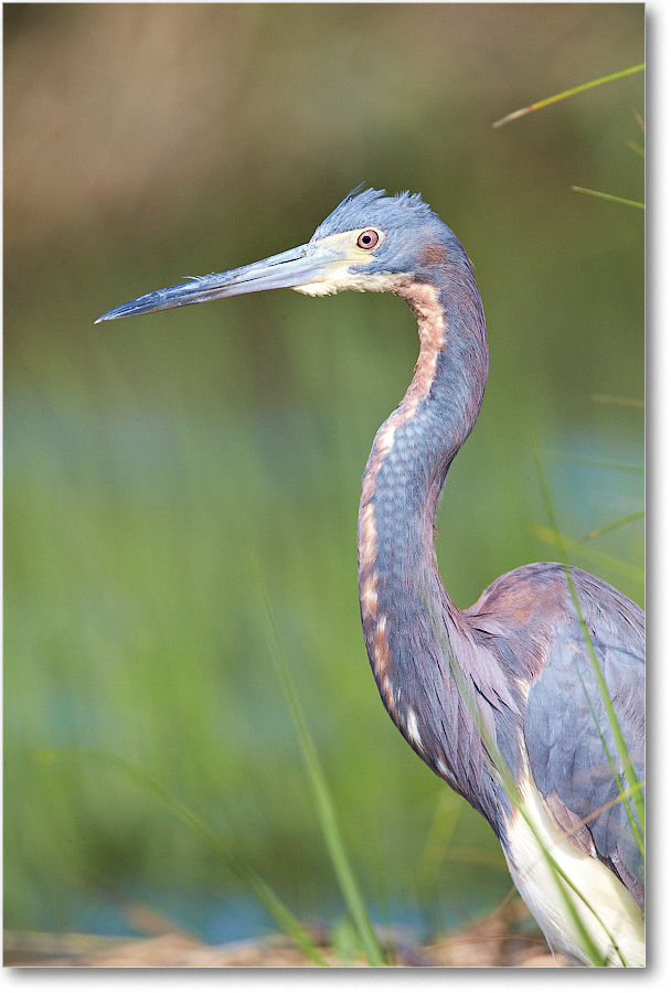 TricolorHeron-Assateague-2014June_1DXA0468 copy