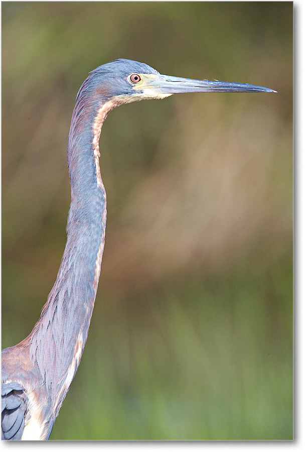 TricolorHeron-Assateague-2014June_1DXA0499 copy