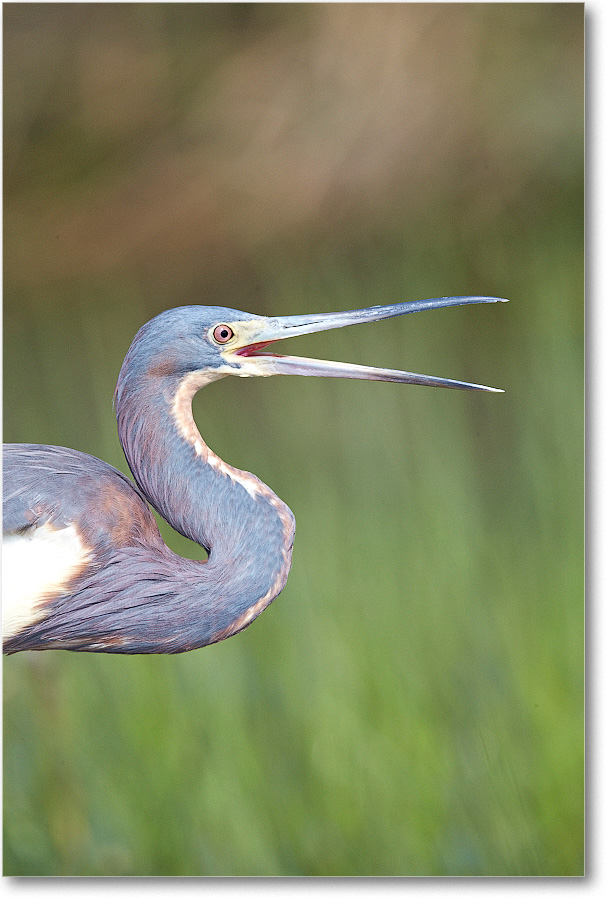 TricolorHeron-Assateague-2014June_1DXA0509 copy
