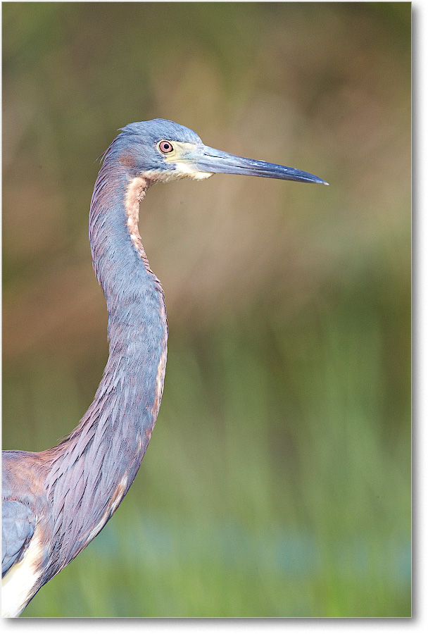 TricolorHeron-Assateague-2014June_1DXA0516 copy