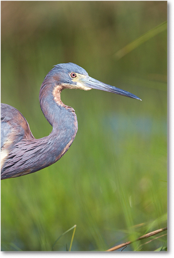 TricolorHeron-Assateague-2014June_1DXA0524 copy