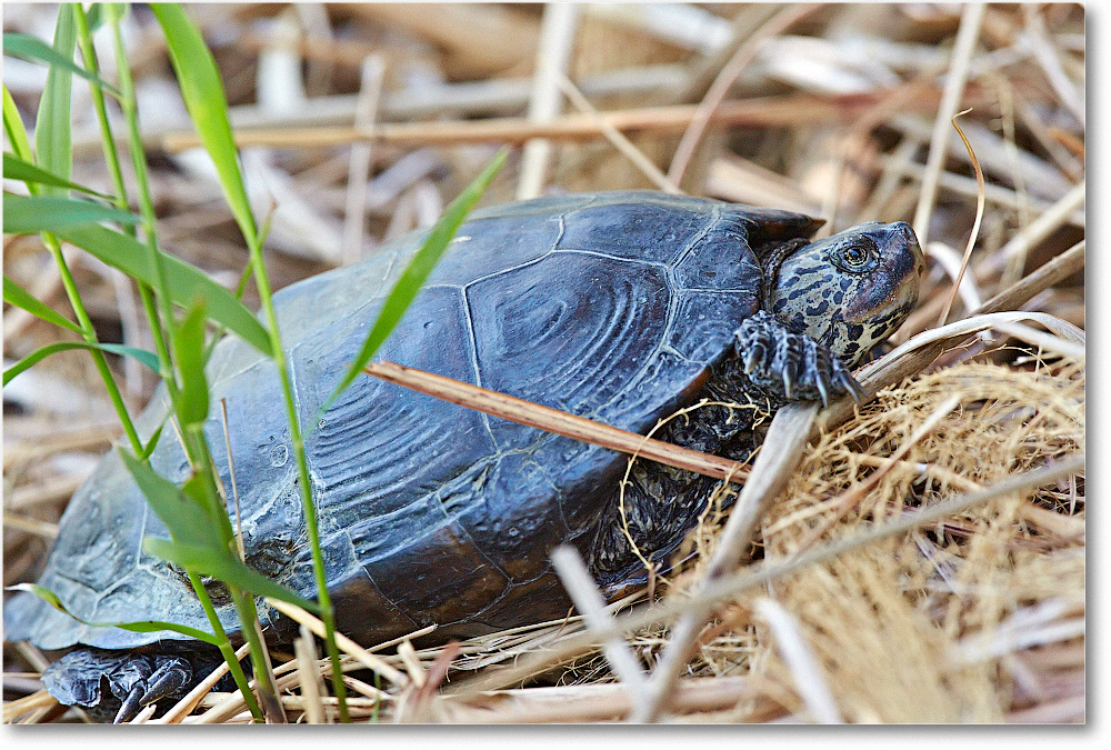 Turtle-Chincoteague-2014June_2DXA0287 copy