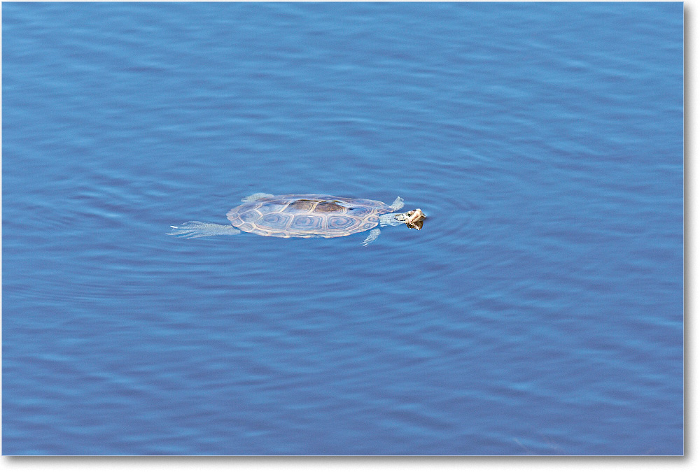 Turtle-Chincoteague-2014June_2DXA0453 copy