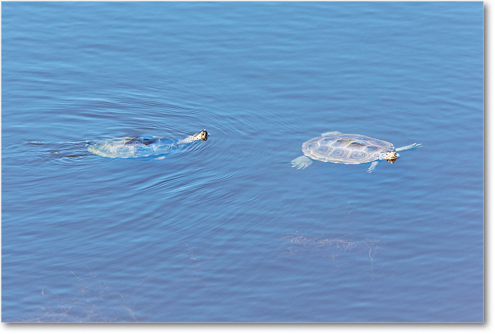 Turtles-Chincoteague-2014June_2DXA0454 copy
