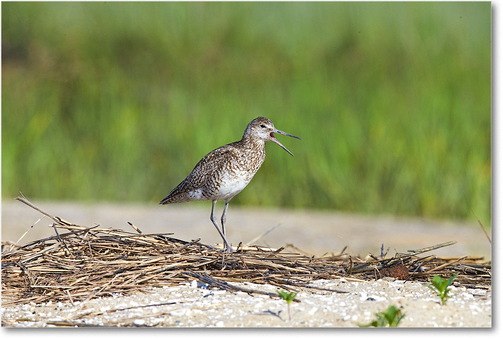 Willet-ChincoteagueNWR-2014June_1DXA0566 copy