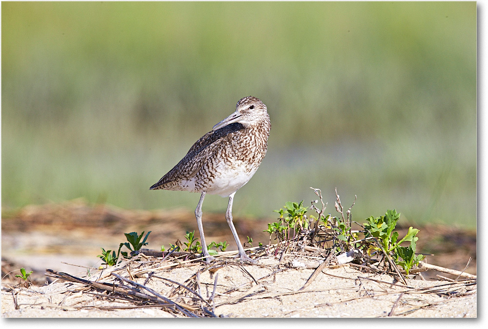 Willet-ChincoteagueNWR-2014June_1DXA0586 copy
