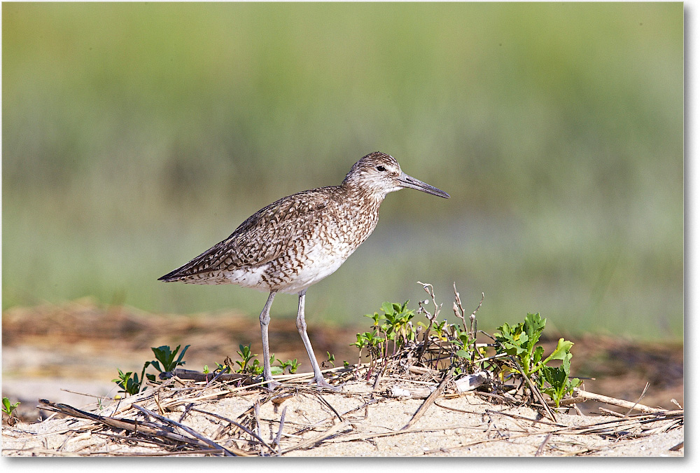 Willet-ChincoteagueNWR-2014June_1DXA0598 copy