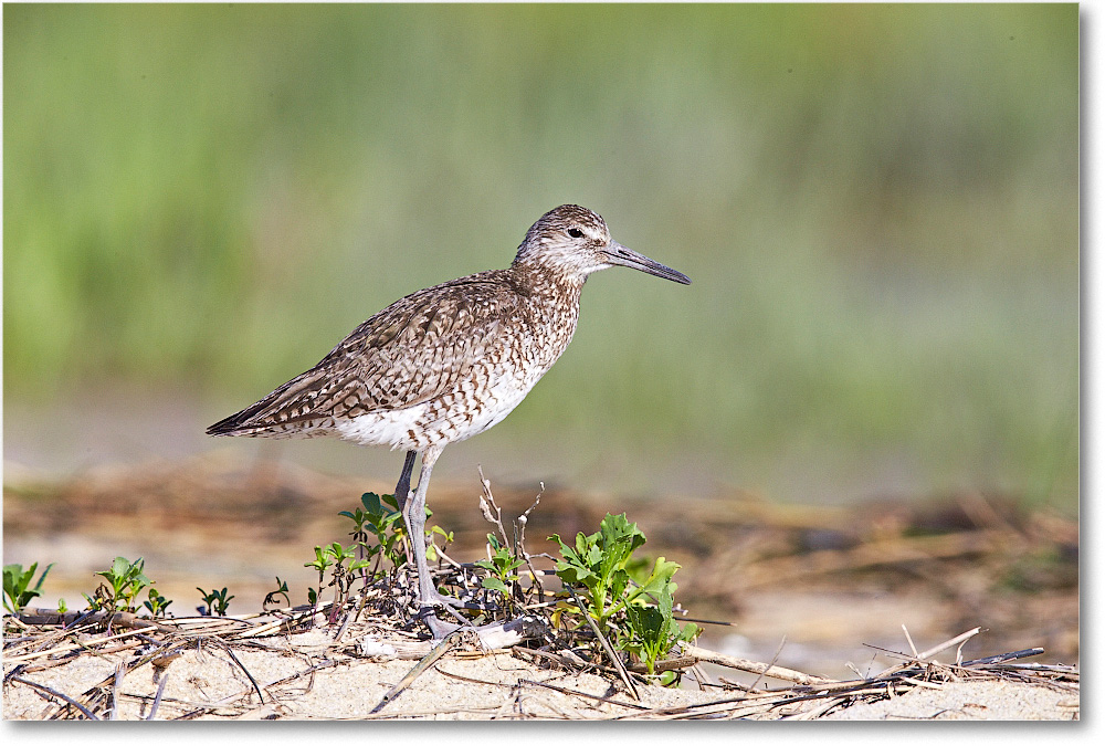 Willet-ChincoteagueNWR-2014June_1DXA0619 copy