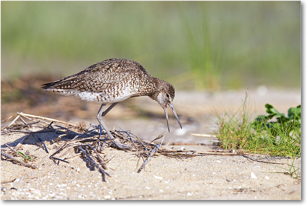 Willet-ChincoteagueNWR-2014June_1DXA0632 copy