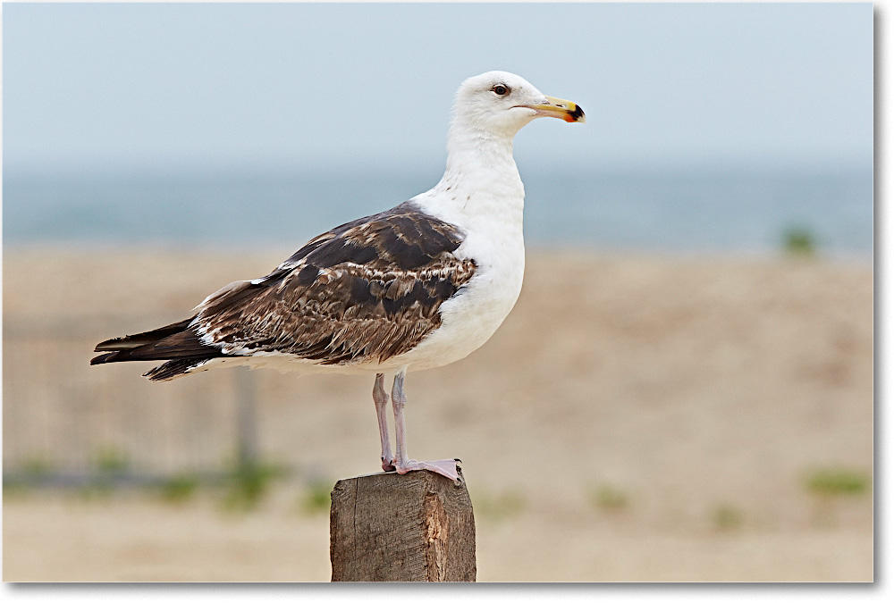 Black-backedGull_ChincoNWR_2015June_2DXA6671 copy