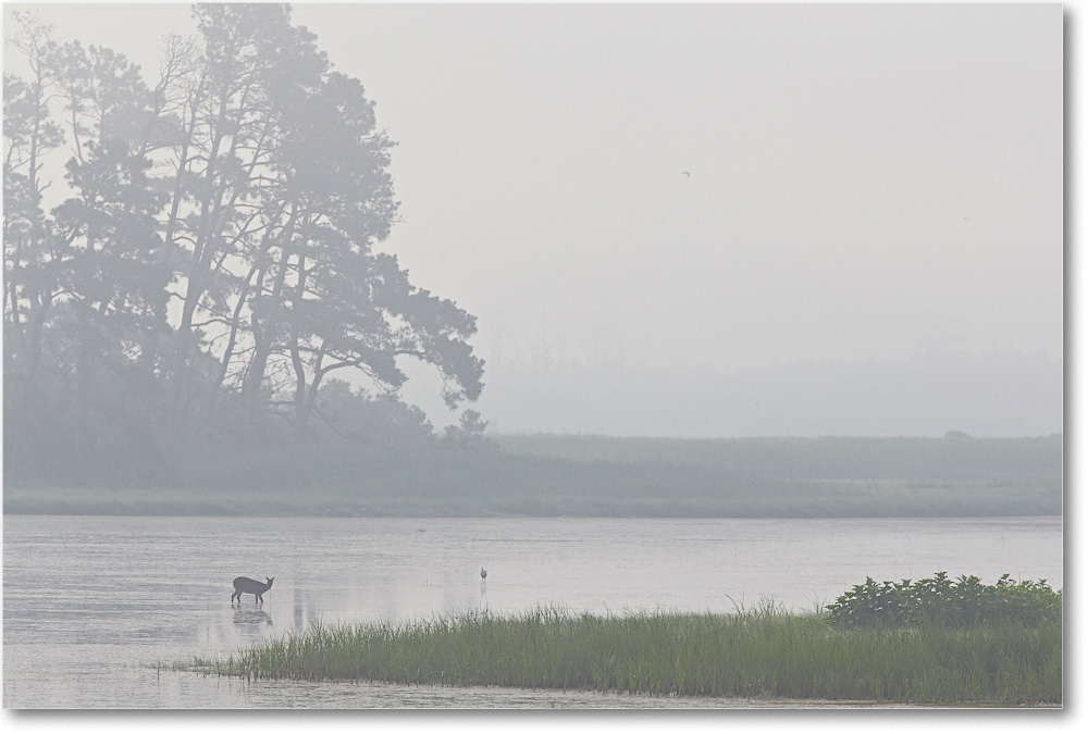 BlackDuckPool_ChincoNWR_2015June_2DXA6427 copy
