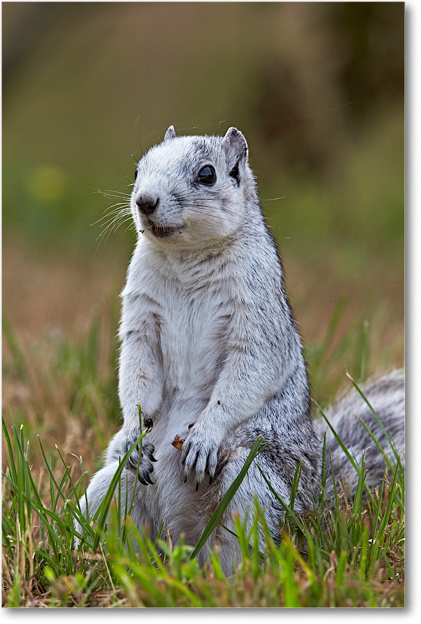 DelmarvaFoxSquirrel_ChincoNWR_2015June_1DXA2147 copy