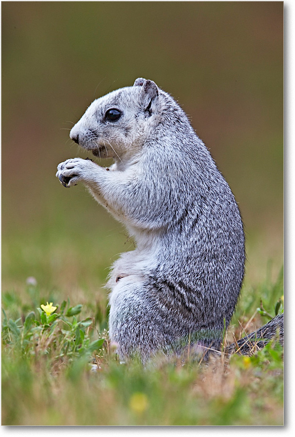 DelmarvaFoxSquirrel_ChincoNWR_2015June_1DXA2168 copy
