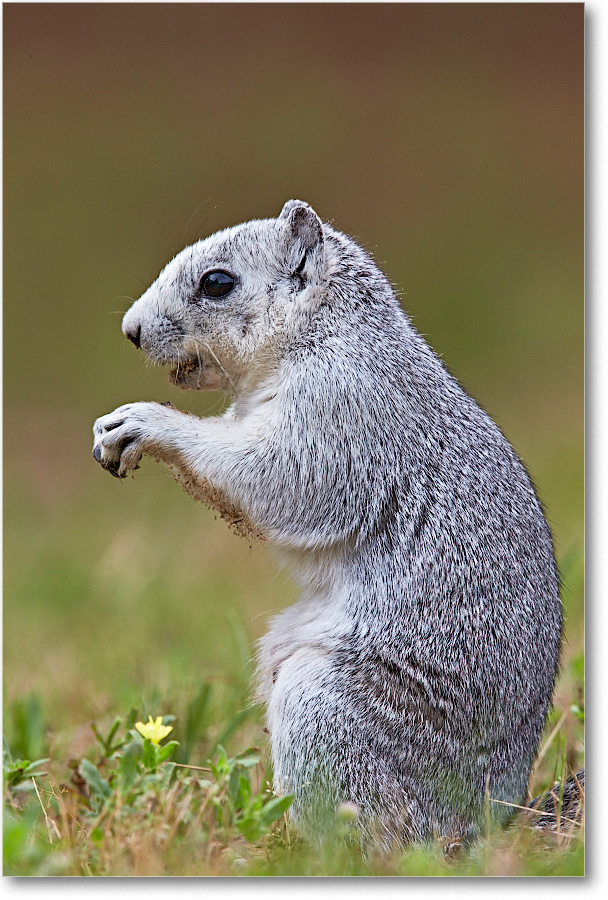 DelmarvaFoxSquirrel_ChincoNWR_2015June_1DXA2187 copy