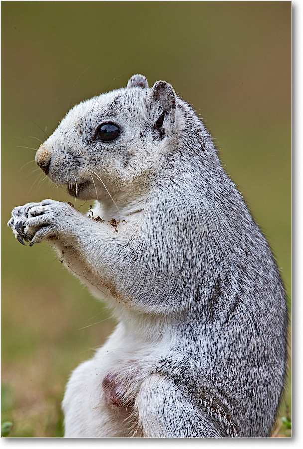 DelmarvaFoxSquirrel_ChincoNWR_2015June_1DXA2208 copy