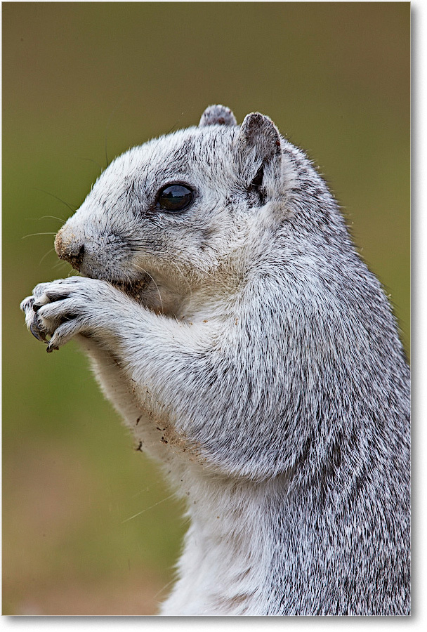 DelmarvaFoxSquirrel_ChincoNWR_2015June_1DXA2219 copy