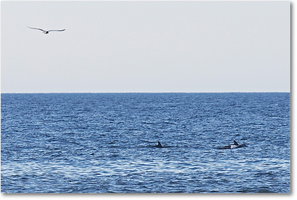 Dolphins_ChincoNWR_2015June_2DXA6537 copy