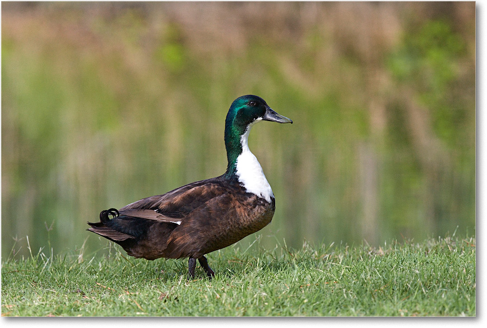 DuckMallardMix_ChincoNWR_2015June_2DXA6777 copy