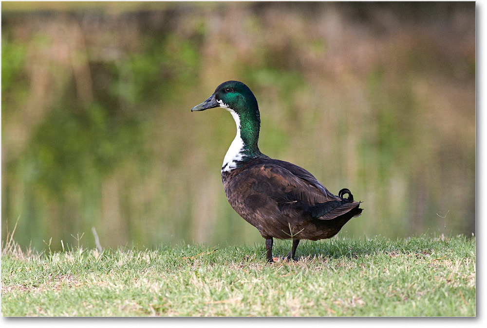 DuckMallardMix_ChincoNWR_2015June_2DXA6784 copy