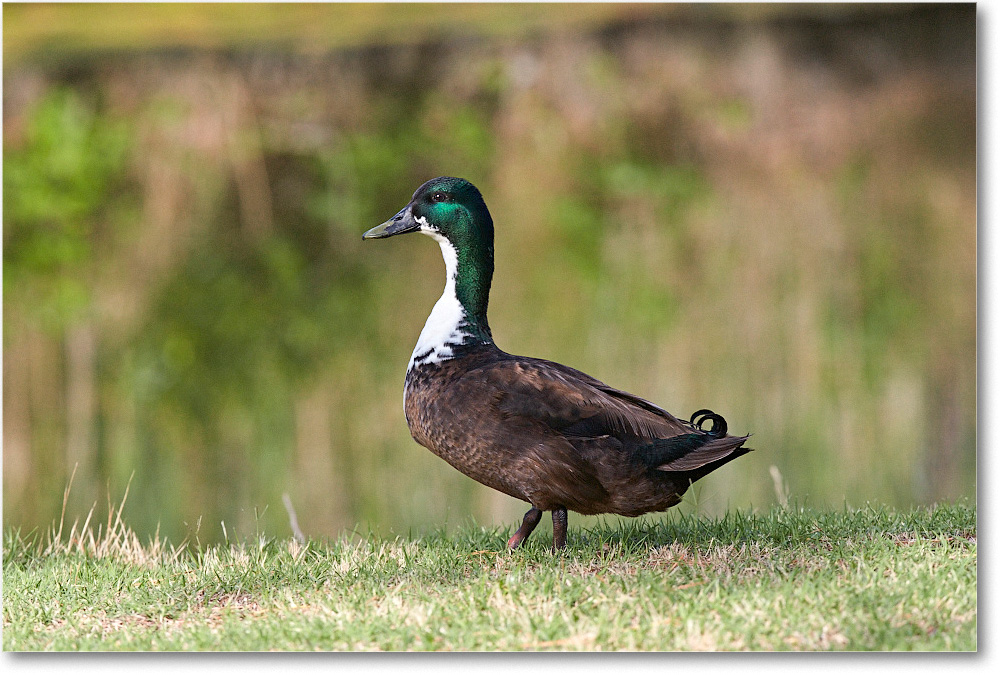 DuckMallardMix_ChincoNWR_2015June_2DXA6799 copy