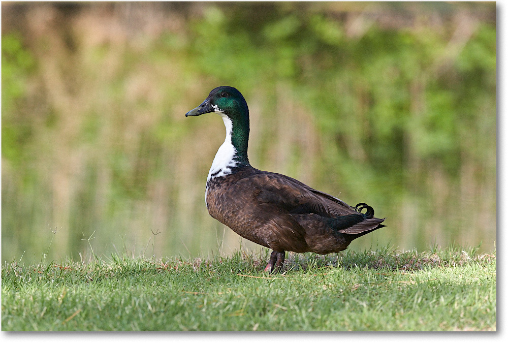 DuckMallardMix_ChincoNWR_2015June_2DXA6825 copy
