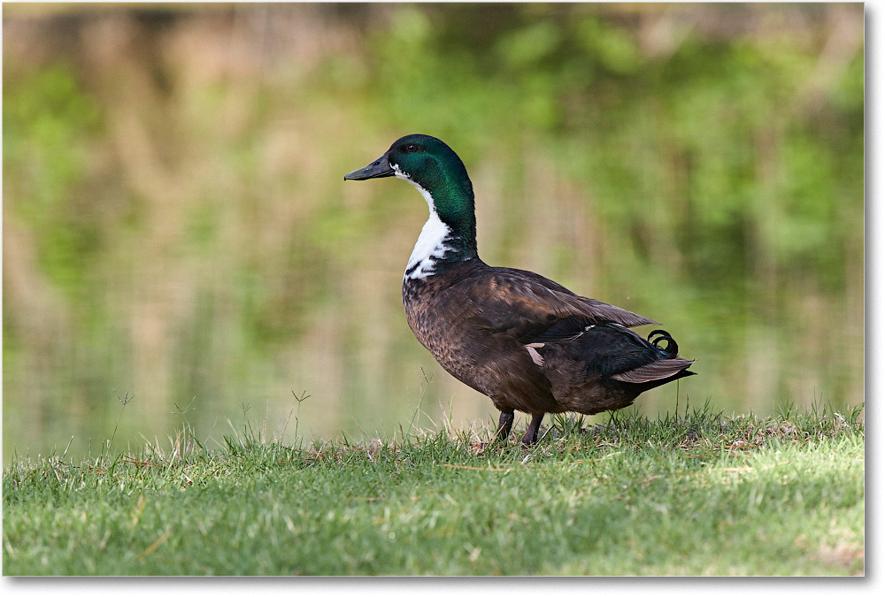 DuckMallardMix_ChincoNWR_2015June_2DXA6853 copy