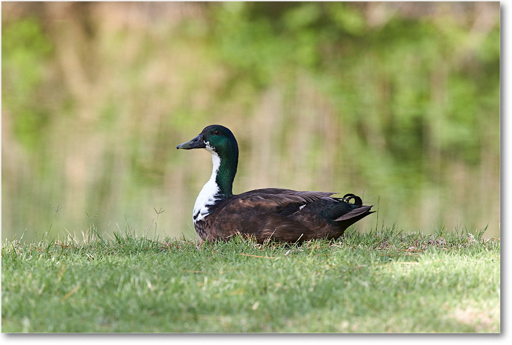DuckMallardMix_ChincoNWR_2015June_2DXA6859 copy
