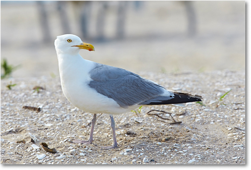 HerringGull_ChincoNWR_2015June_2DXA6640 copy