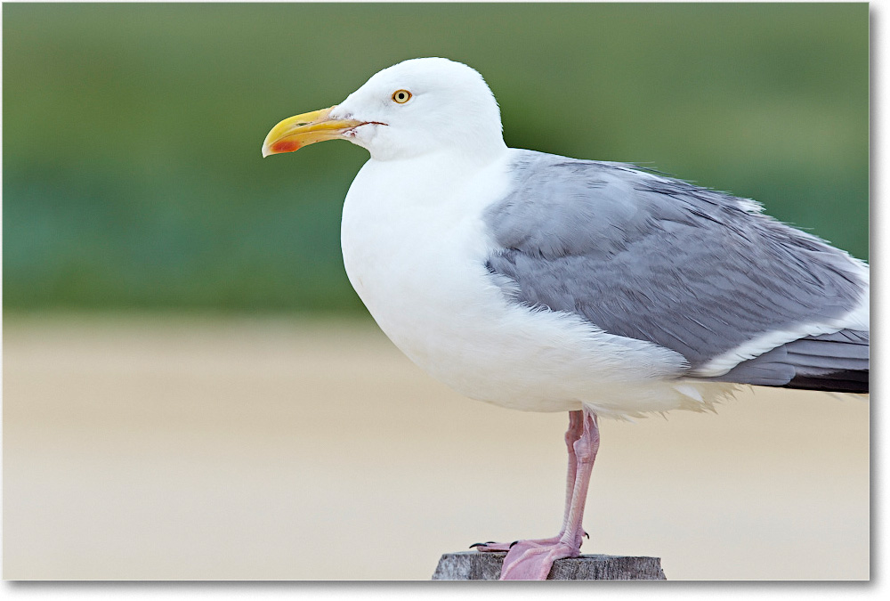 HerringGull_ChincoNWR_2015June_2DXA6674 copy