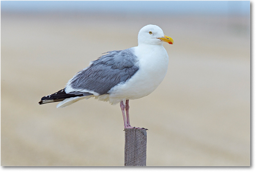 HerringGull_ChincoNWR_2015June_2DXA6697 copy