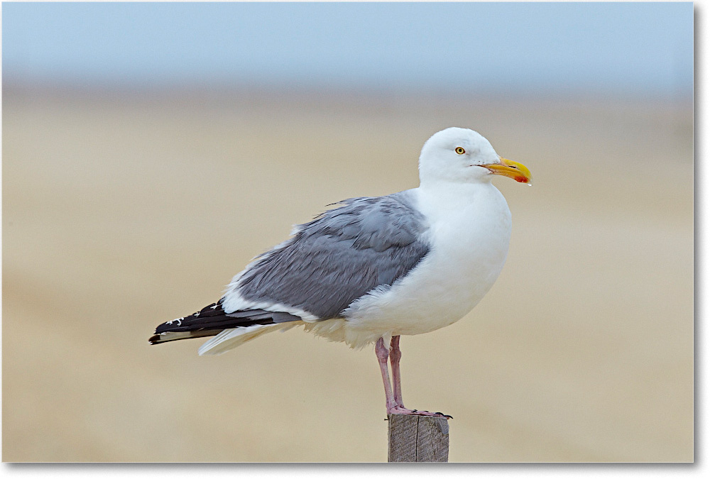 HerringGull_ChincoNWR_2015June_2DXA6699 copy