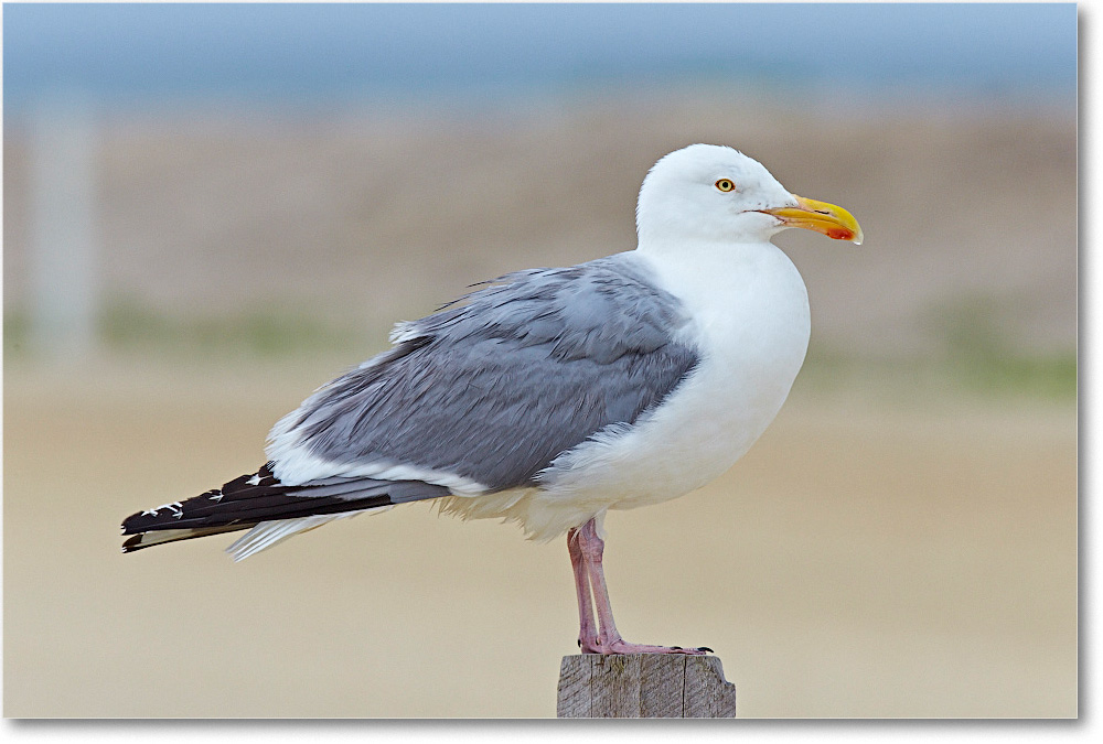 HerringGull_ChincoNWR_2015June_2DXA6700 copy