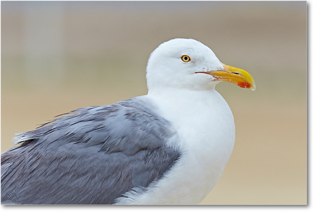 HerringGull_ChincoNWR_2015June_2DXA6718 copy