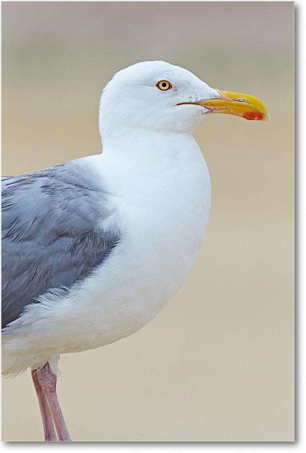 HerringGull_ChincoNWR_2015June_2DXA6734 copy