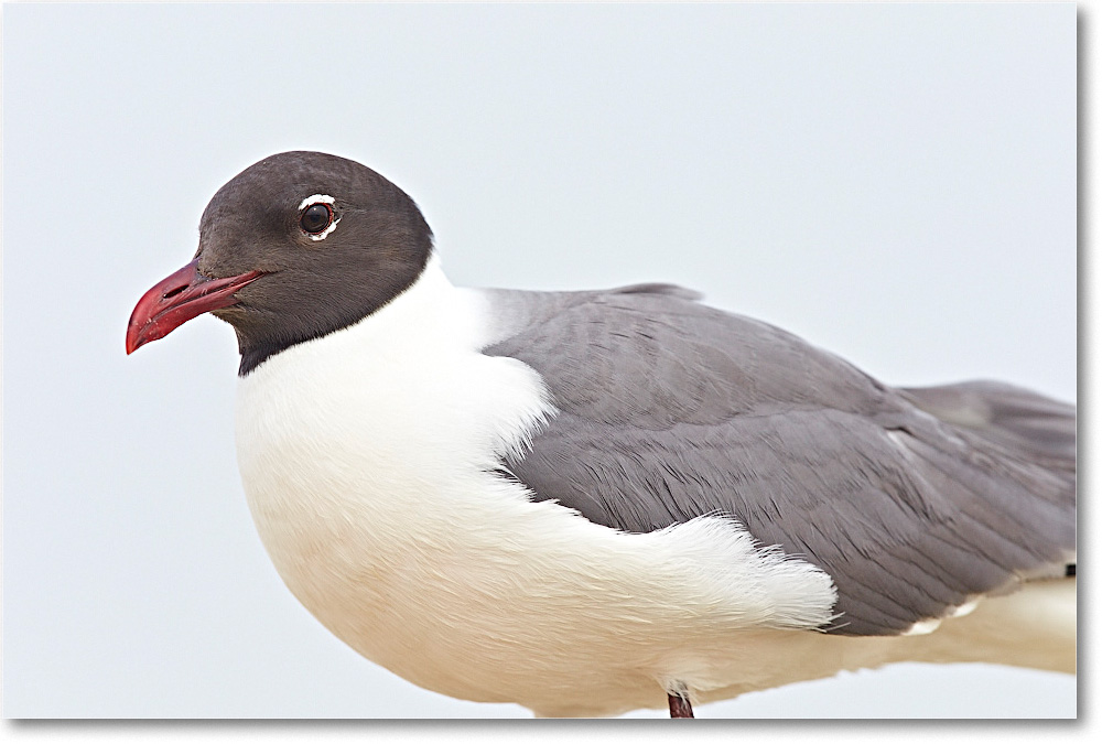 LaughingGull_ChincoNWR_2015June_2DXA6456 copy