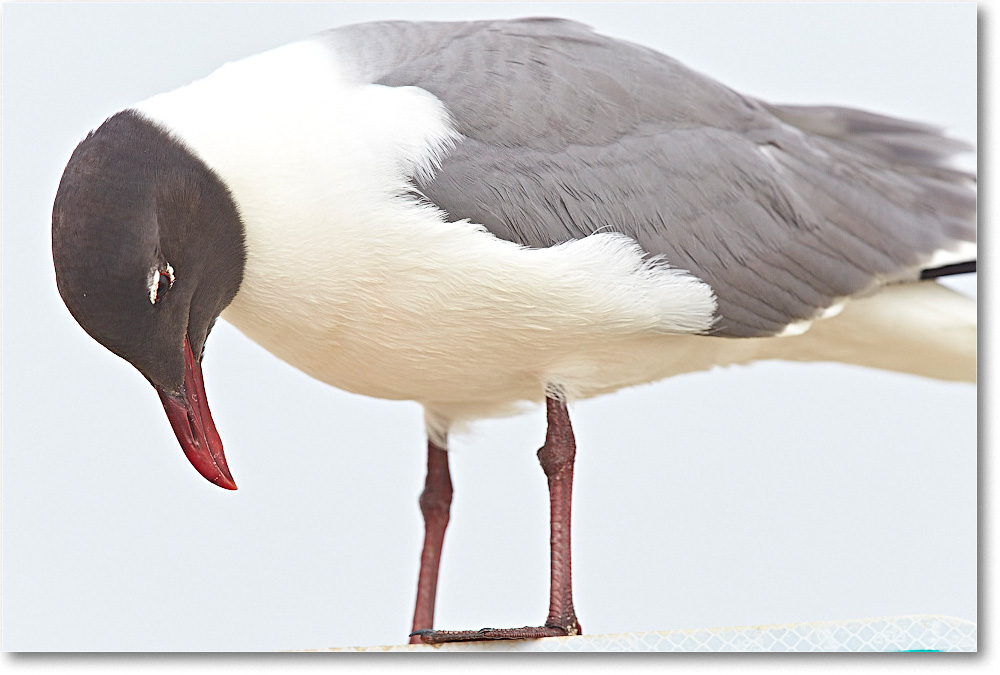 LaughingGull_ChincoNWR_2015June_2DXA6458 copy