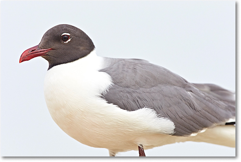 LaughingGull_ChincoNWR_2015June_2DXA6470 copy