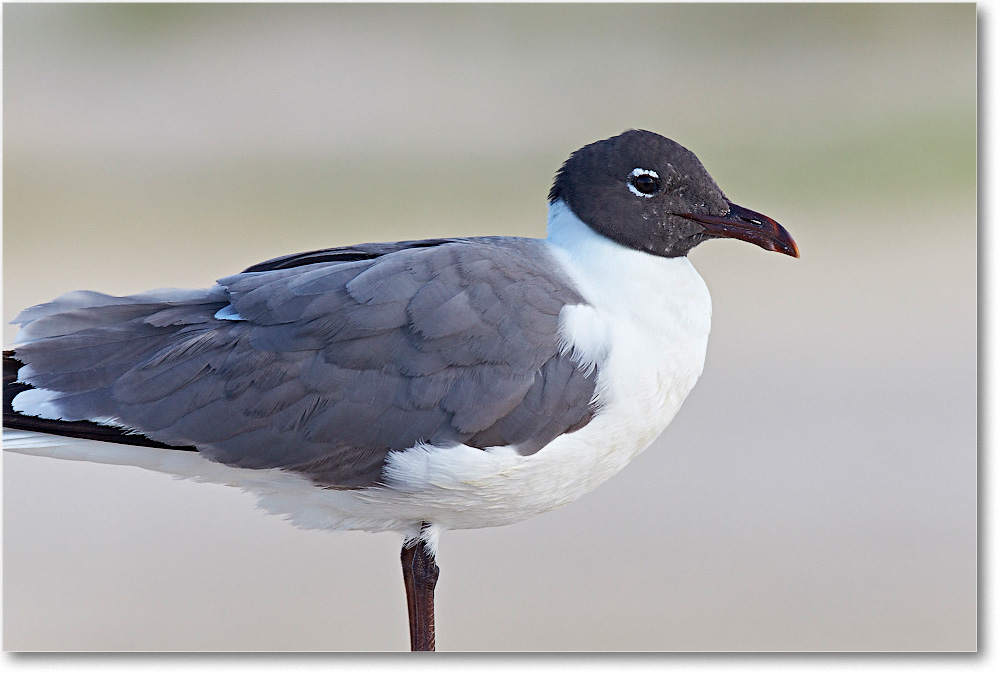 LaughingGull_ChincoNWR_2015June_2DXA6542 copy